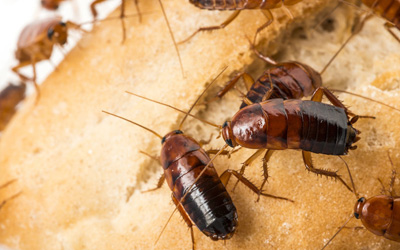 Want To Remove Cockroaches? 6 Places To Detect Them 